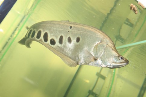 Одна из раритетных рыб. Фото В. Рыбченко