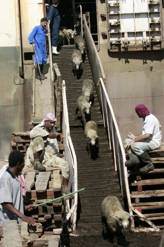 В Мекку доставили тысячи овец, которые будут принесены в жертву 10 декабря в праздник Курбан-байрам. Две трети мяса следует раздать бедным, остаток отправляется на праздничный стол. <br />
