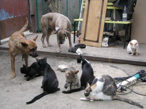 Кошки и собаки живут в мире, фото А. Пасюты