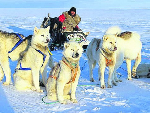 2007. Трансгренландская экспедиция на собаках. Фото с официального сайта Ф. Конюхова