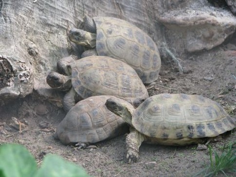 Черепахи, фото Ю. Тесленко