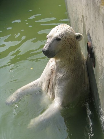 Медведь, фото Ю. Тесленко