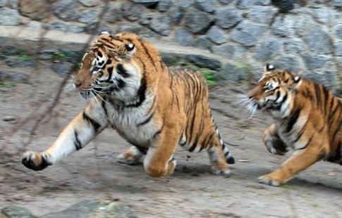Тигры по ночам громко мяукают и не дают спать. Фото А. Яремчук
