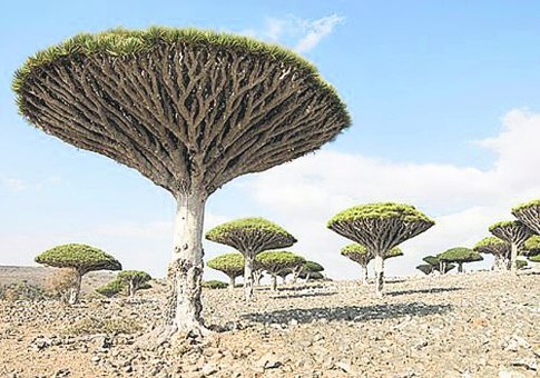 Йемен. Деревья 