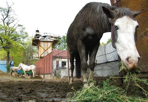 Конюшня. Летом лошадки катают туристов, а зимой — брошены голодными на произвол судьбы Автор фото А. Кречет