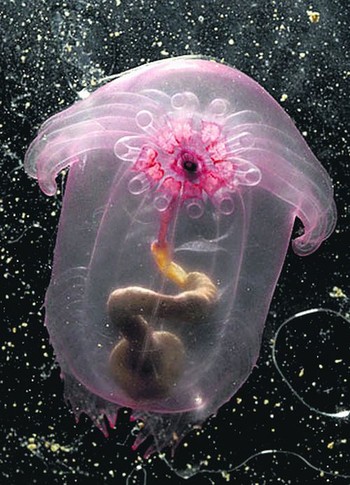 Эта медуза ползает по дну. Фото guardian.co.uk