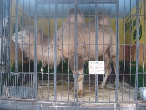 Верблюд  из передвижного зверинца, фото Т. Вергун