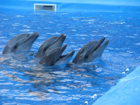 Харьковский дельфинарий, Миша, Геша, Геркулес и Вита, фото Л. Полишко
