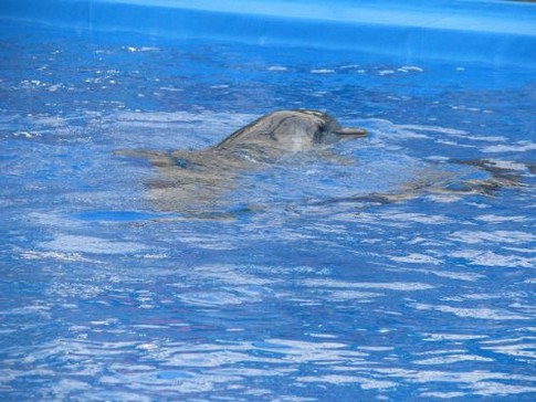Харьковский дельфинарий, фото Л. Полишко