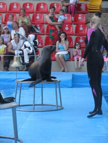 Харьковский дельфинарий, морская львица Елка, фото Л. Полишко