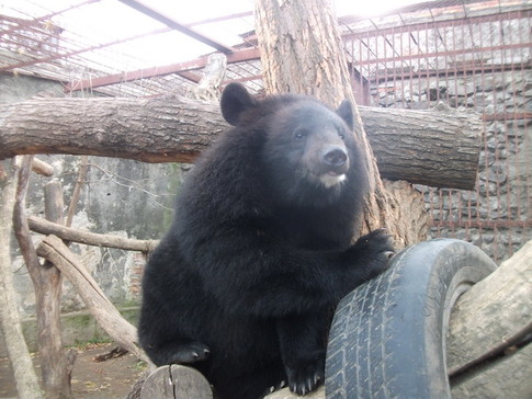 В Харьковском зоопарке пополнение, Герда, фото – сайт зоопарка