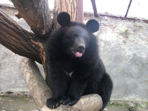 В Харьковском зоопарке пополнение, Герда, фото – сайт зоопарка