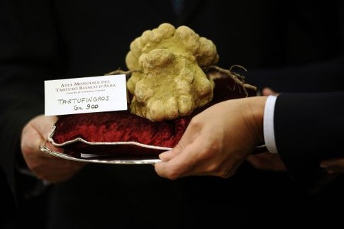 900-граммовый трюфель оценили в 105 тысяч евро. Фото AFP