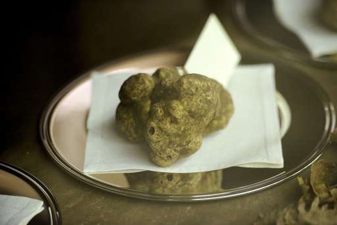 900-граммовый трюфель оценили в 105 тысяч евро. Фото AFP