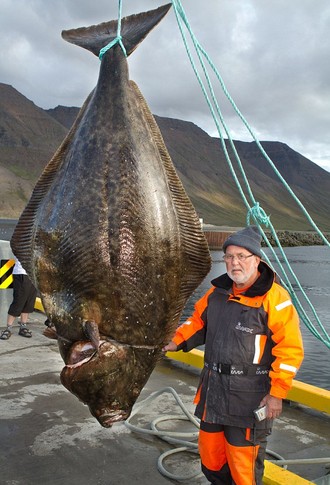 Вес палтуса-рекордсмена  превышает 215 килограммов. Фото Daily Mail