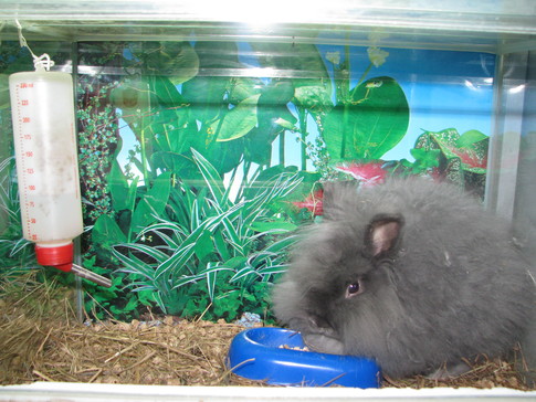 Заяц в зоомагазине ждет своего хозяина, фото П. Федосенко