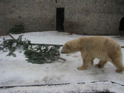 Зима в Харьковском зоопарке: медведице не спится, козы едят елки,  фото О. Ермоленко