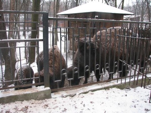 Зима в Харьковском зоопарке: медведице не спится, козы едят елки,  фото О. Ермоленко