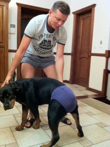 Ляшко одел на собаку трусы. Фото со странички депутата на facebook