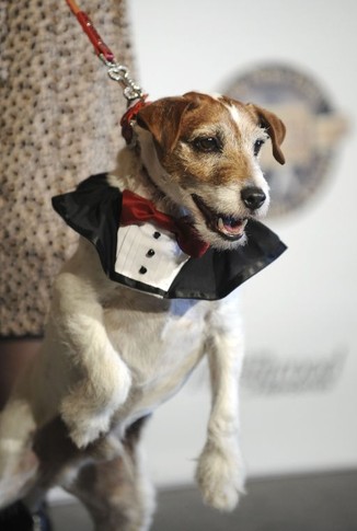 Терьер Угги получил собачий "Оскар" за роль в "Артисте". Фото AFP