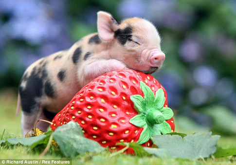 Свинюшки-фотомодели покорили планету. Фото: Daily Mail.