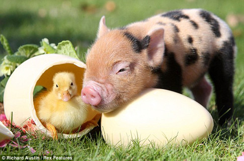 Свинюшки-фотомодели покорили планету. Фото: Daily Mail.