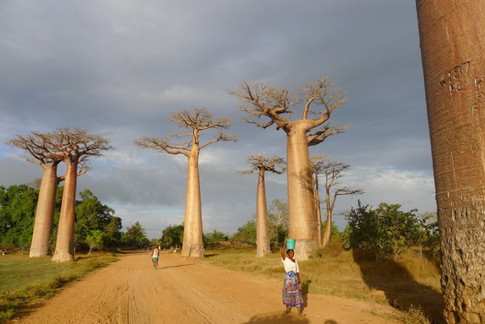 баобабы на Мадагаскаре