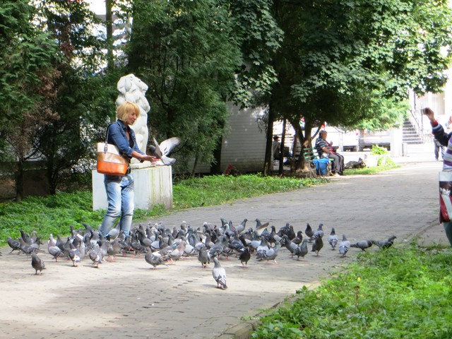 В Моршинском парке обитают ручные голуби
