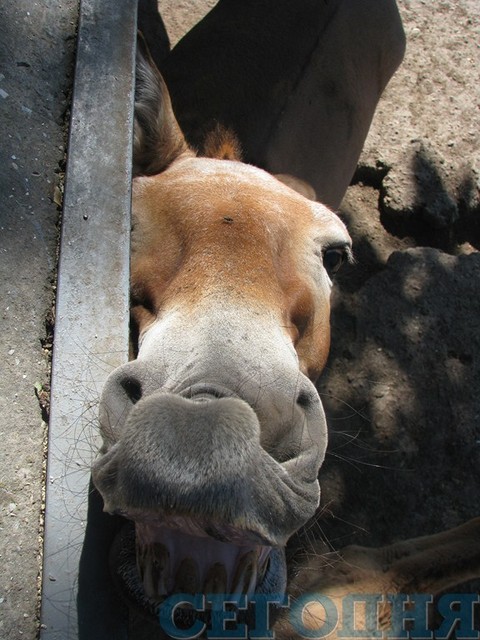 Лошадь Вакхана, 22 года. Ест овес и овощи. Очень строптива и независима. Счастливая мать 10 жеребят. 