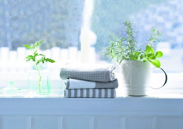 Комнатные растения украшают жилье и улучшают здоровье