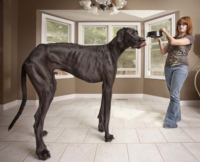 Самая высокая из живущих собак – Зевс, немецкий дог ростом 1,118 м