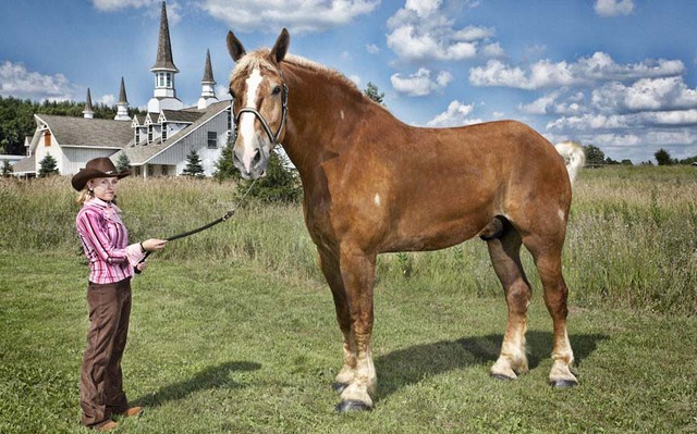 Самой крупной лошадью в мире является Большой Джейк – 9-летний конь бельгийской породы высотой в 20 ладоней 2,75 дюймов