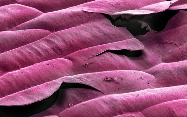 Фиолетовый лук