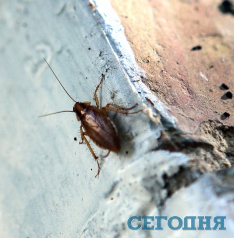 В киевской пятиэтажке – нашествие тараканов | Фото: Григорий Салай