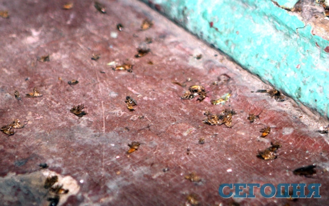 В киевской пятиэтажке – нашествие тараканов | Фото: Григорий Салай