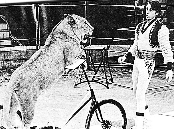 1969 год. Впервые в мире: львица-велосипедист. Фото из архива Людмилы и Владимира Шевченко