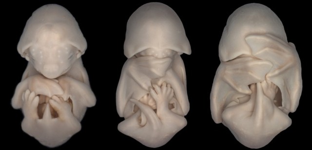 Эмбрионы черного молоса (вид летучих мышей) на прогрессивной стадии развития