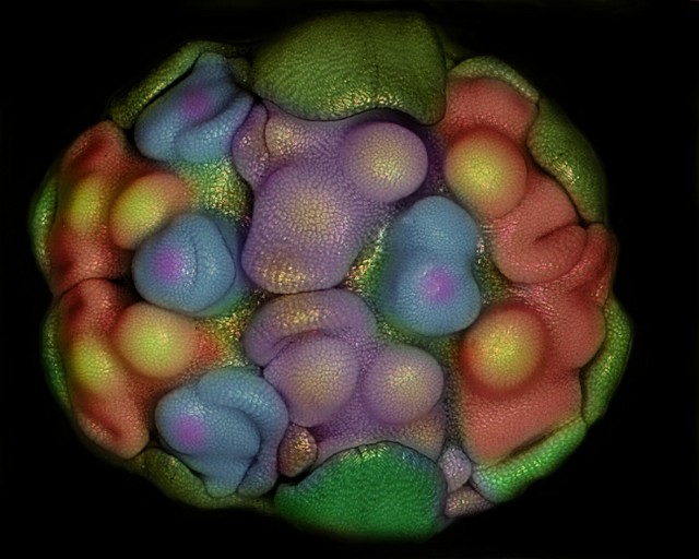 Клеточные зачатки (примордии), представляющие собой самый ранний этап развития цветка
