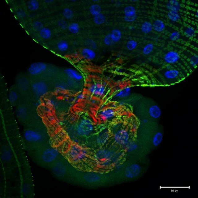 Часть кишечника личинки плодовой мушки, содержащее маркеры активности сигнального пути Notch (зеленый), цитоскелета (красный) и ядер (синий)