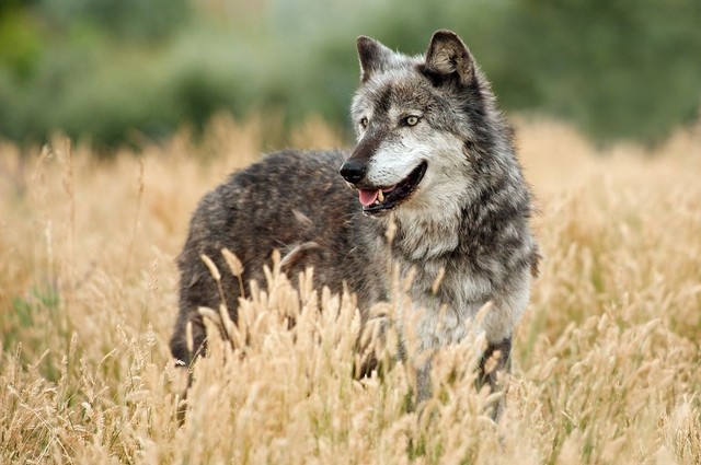Волк. Гоняет сельских баранов и пугает людей. Фото: www.kudrun.ru