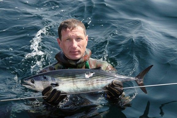 Пеламида. В октябре удивила рыбаков в Керченском проливе. Фото: www.kudrun.ru