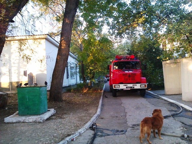 Собака сидела возле места пожара и не уходила оттуда. Фото: МЧС Севастопля
