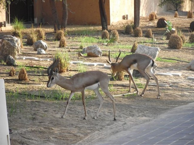 Это отель. Антилопы спокойно пасутся возле отдыхающих 