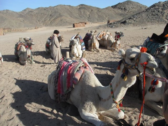За доллар бедуины катают на ослах и верблюдах