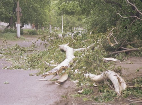 Буря. В Харцызске и Волновахе ветер валил деревья. Фото: А.Петлин