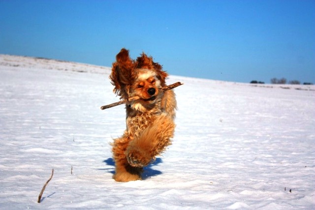 Наша жизнерадостная собака Джесика:)). Фото прислал читатель "Сегодня" Олег