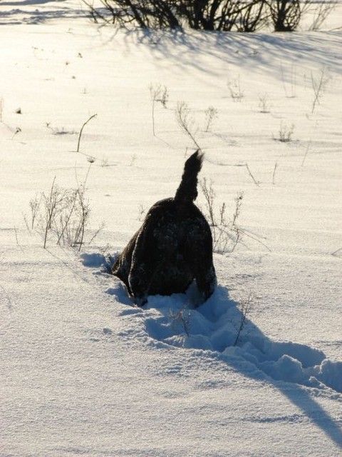 Плуто пытается выловить из-под снега мышку. Фото прислала читательница "Сегодня" Александра Кириченко