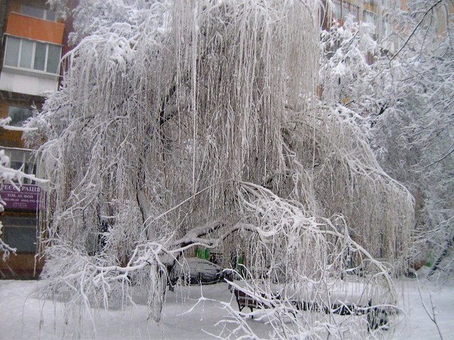 "В Киеве прекрасная погода! Плюс-минус тепло и сильный снег. И очень красиво :)", – пишет автор фото Елена Гальченко