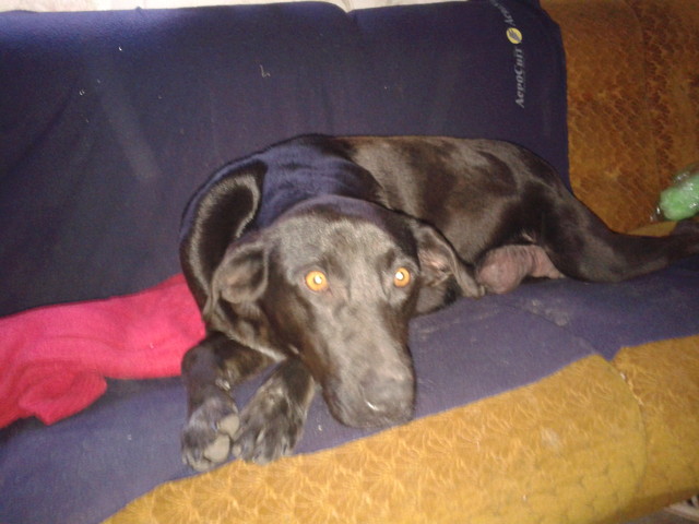 Бетти любит лежать на диванчике. Главное, чтоб было тепло, а рядом – любимый хозяин.