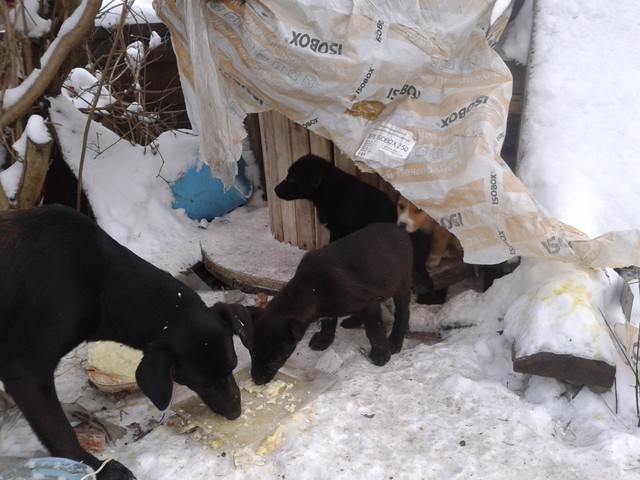 Бездомным собакам трудно зимой. Это Бетти со своими трехмесячными щенками. 